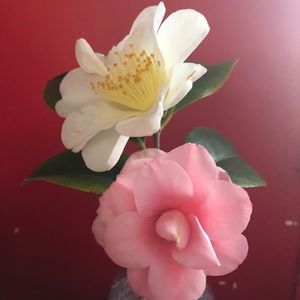 Meet your Posher, Vicky